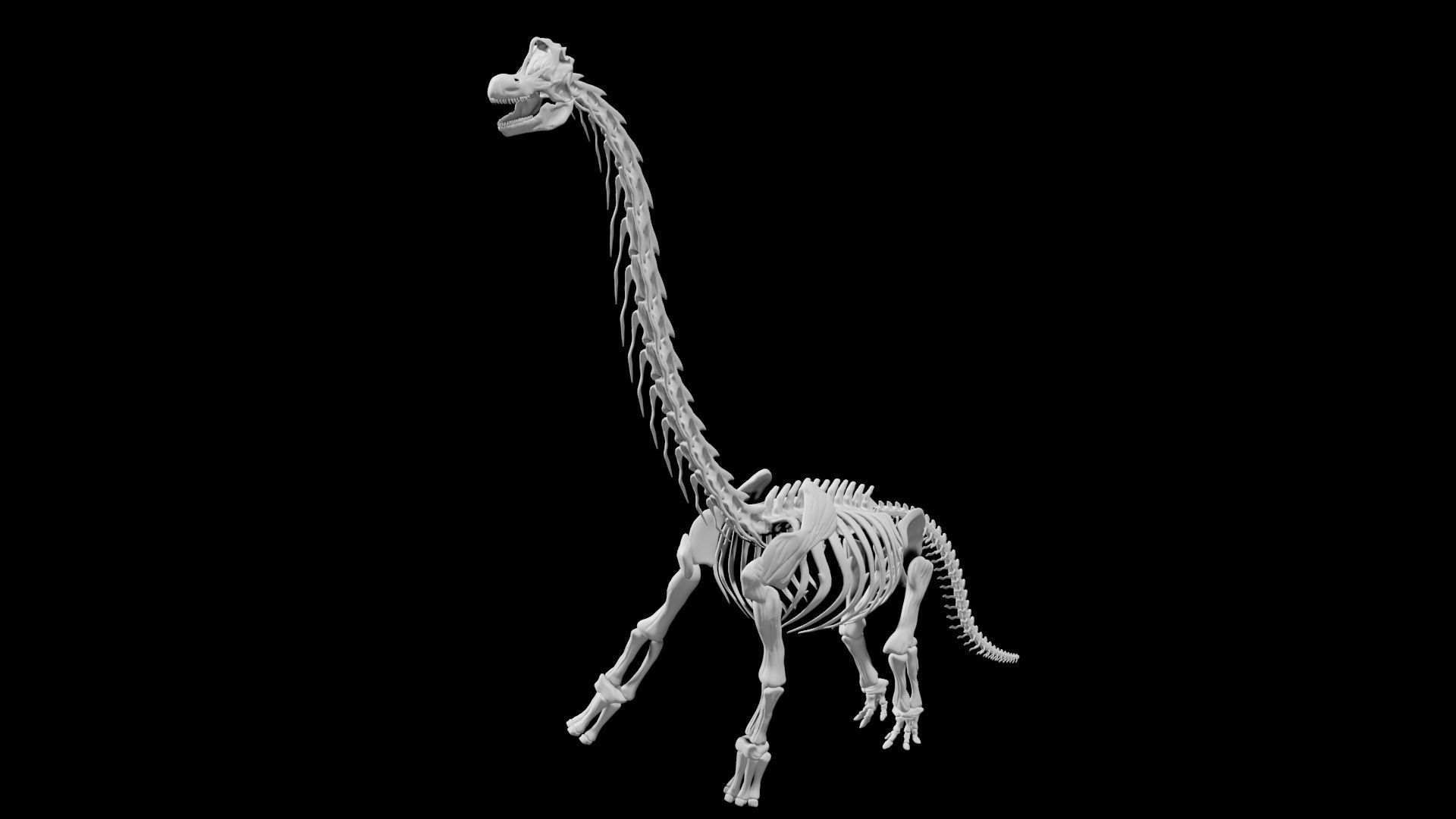 Brachiosaurus Skeleton Low-poly 3D model_4