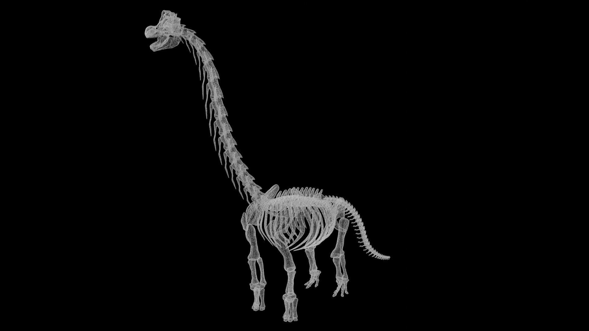 Brachiosaurus Skeleton Low-poly 3D model_8