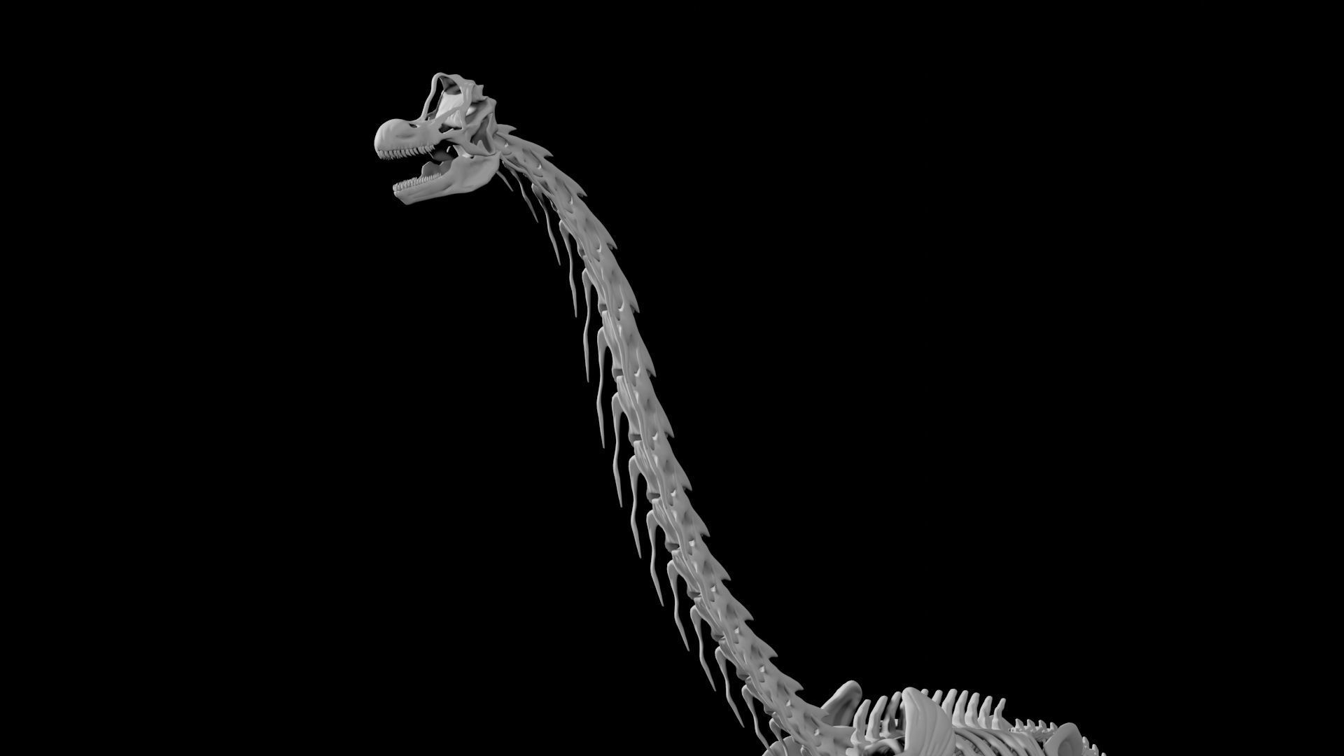 Brachiosaurus Skeleton Low-poly 3D model_7