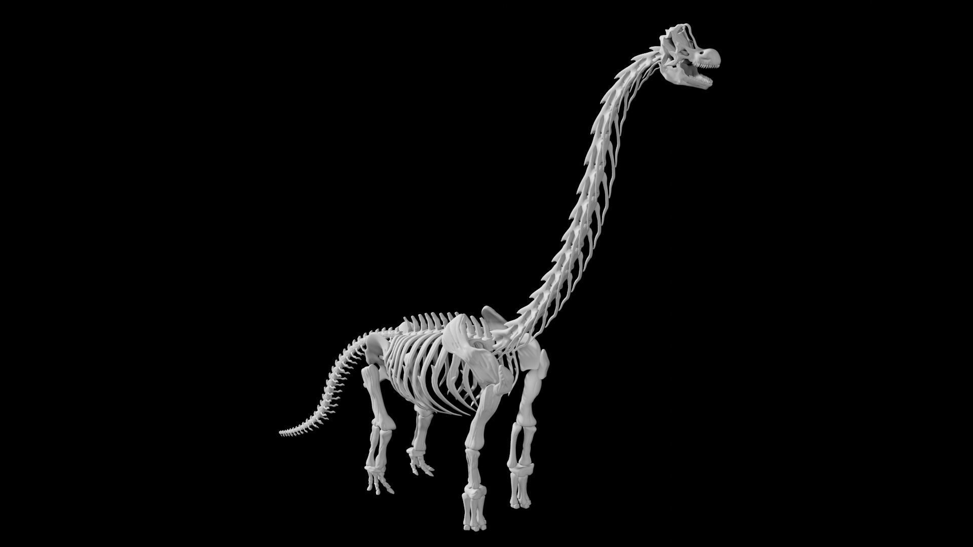 Brachiosaurus Skeleton Low-poly 3D model_5