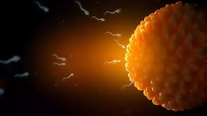  animated fertilization model and sperm
