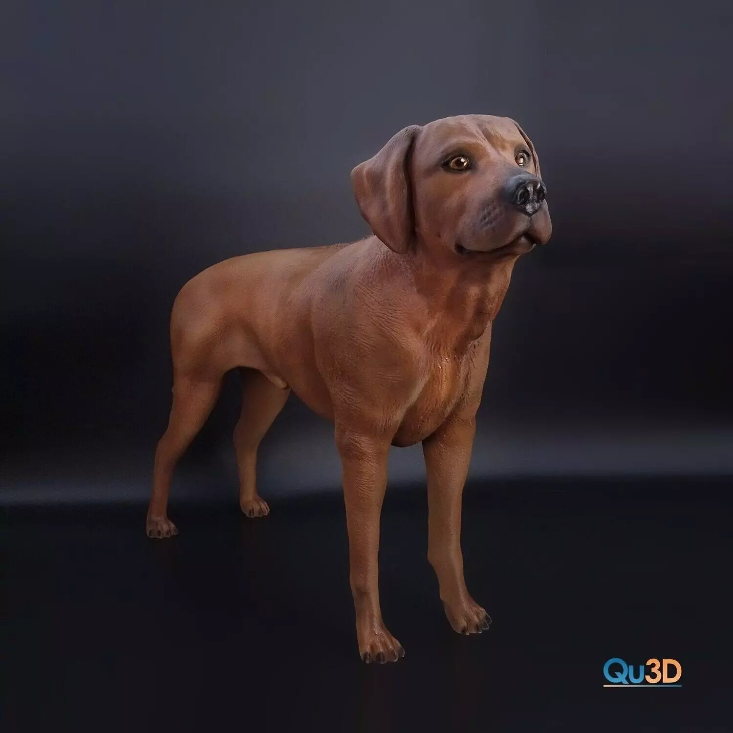 Rhodesian Ridgeback- full body-High-end 3D print model highpoly 3D print model