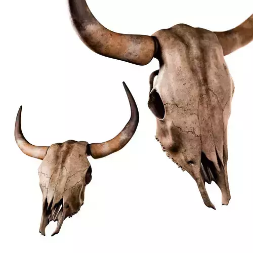 Cow Skull