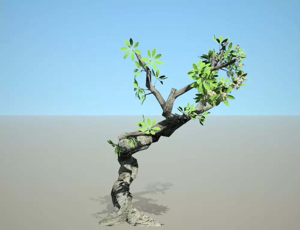 plumeria obtusa 3D model