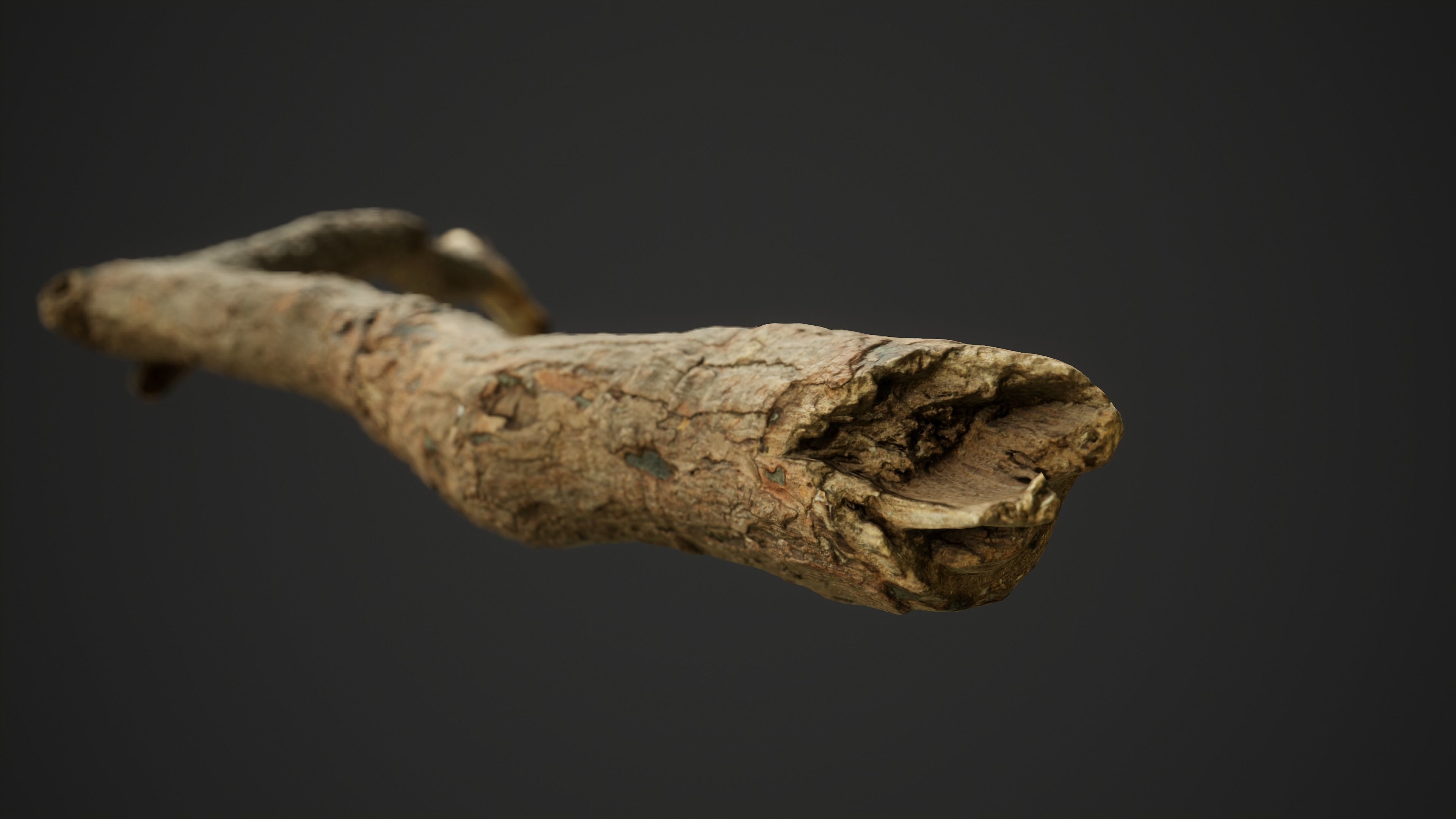 Broken Pine Branch 01 Low-poly 3D model_6