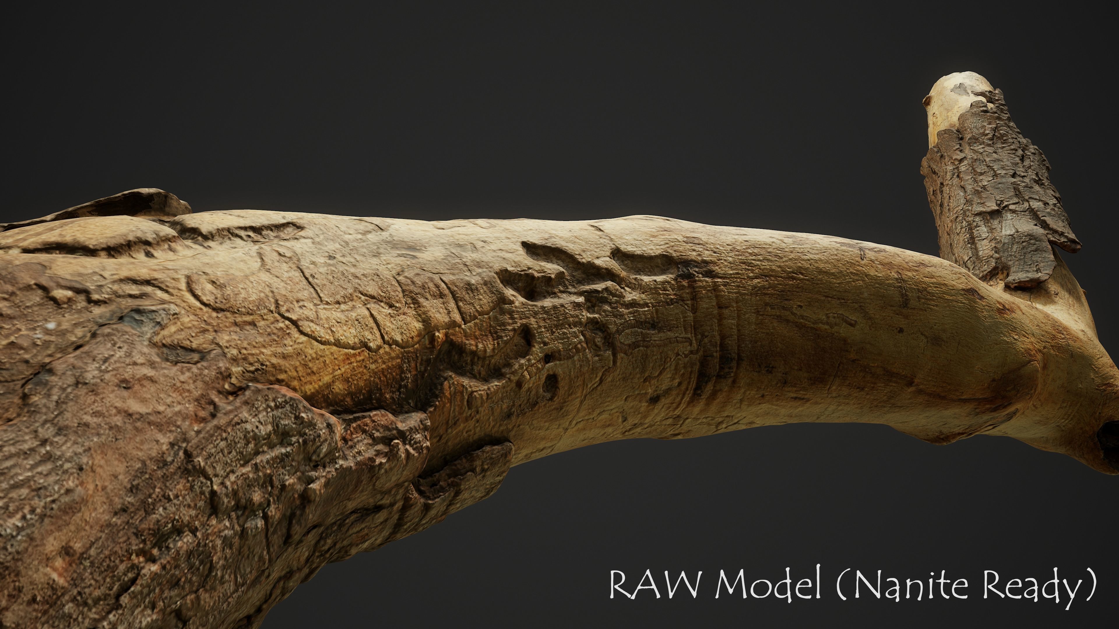 Broken Pine Branch 01 Low-poly 3D model_2