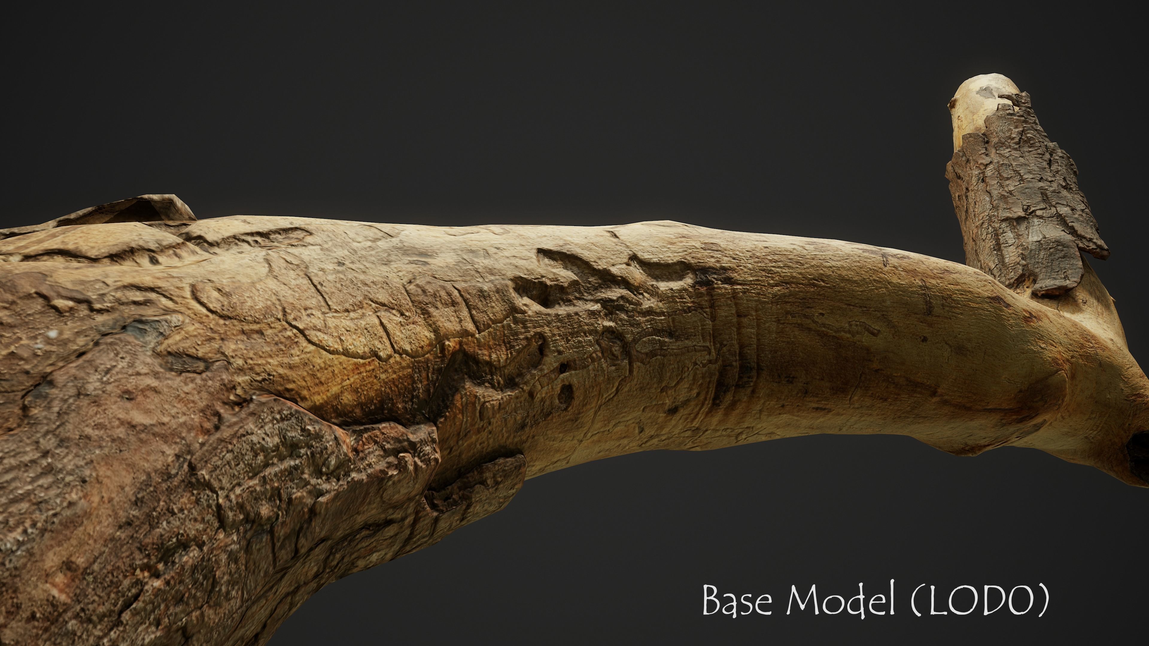 Broken Pine Branch 01 Low-poly 3D model_3