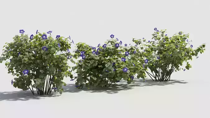 Hibiscus fuchsia flower