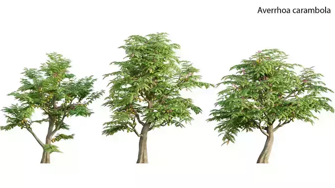 Averrhoa carambola - Starfruit tree