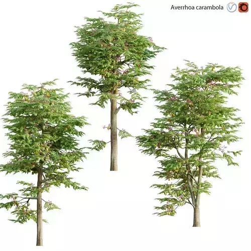 Averrhoa carambola - Starfruit tree  02