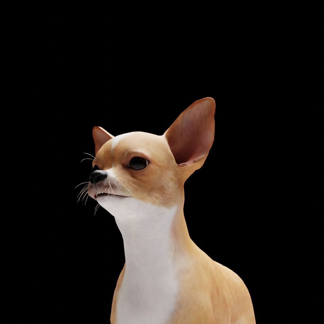 CHIHUAHUA FLEX 3D model_4