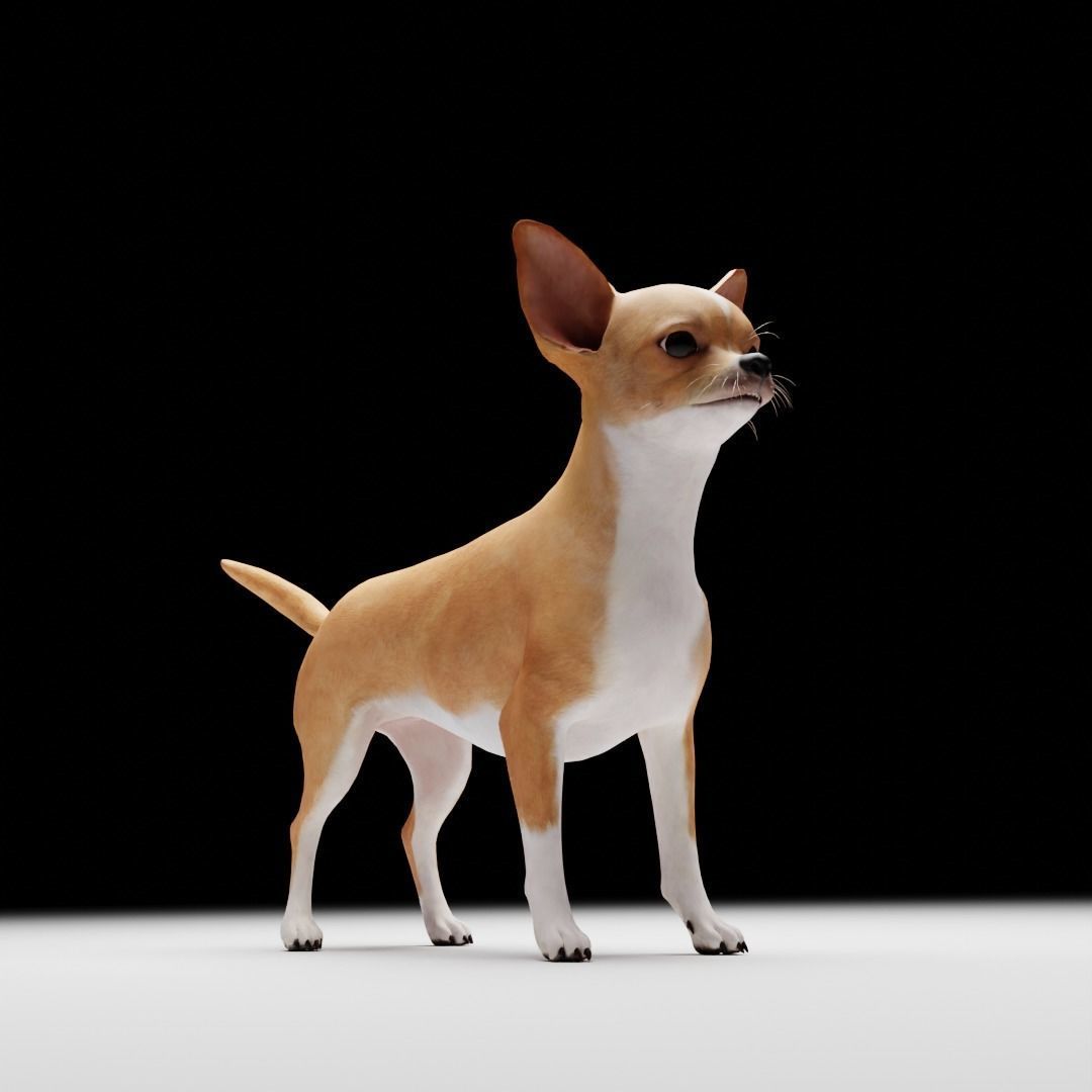 CHIHUAHUA FLEX 3D model_2