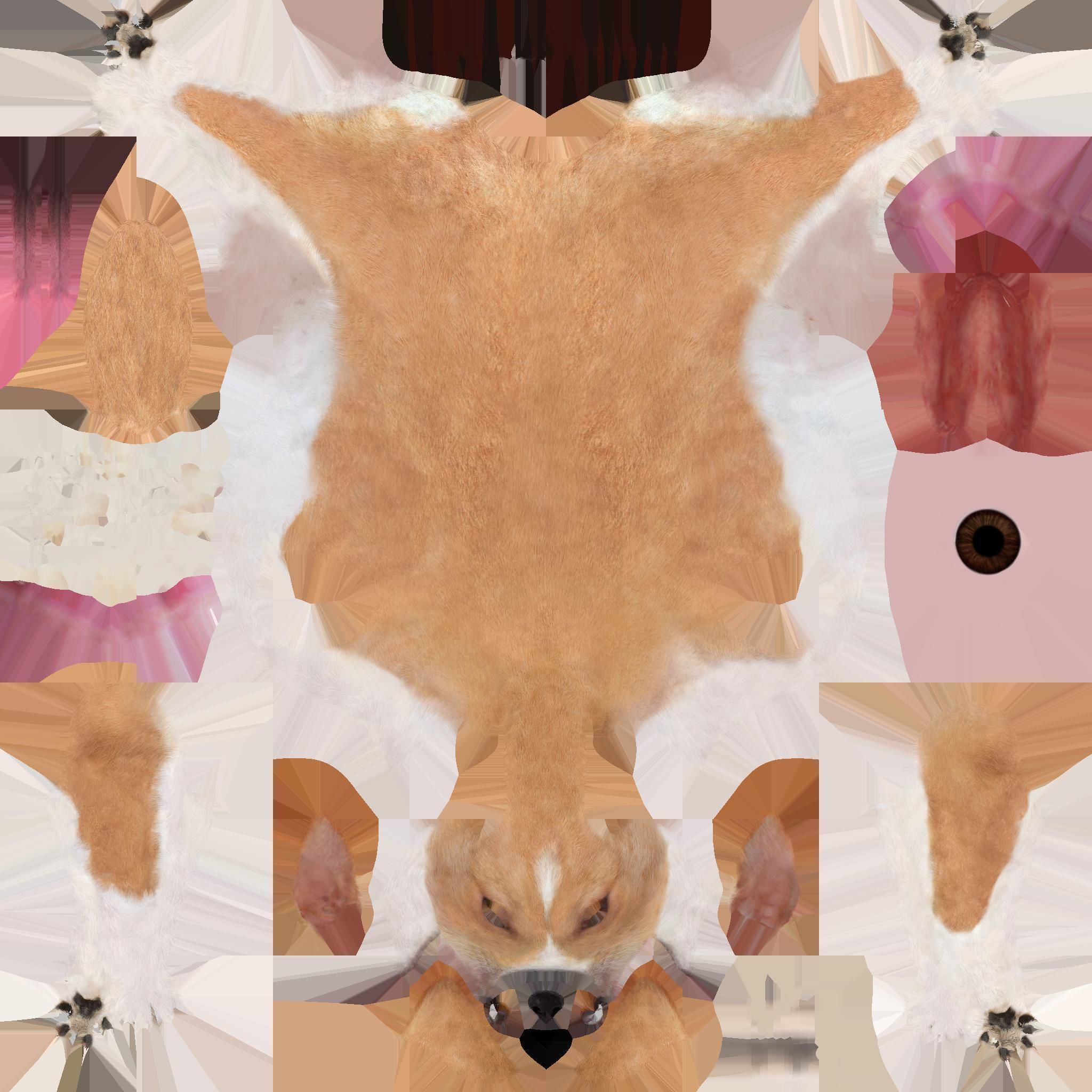 CHIHUAHUA FLEX 3D model_5