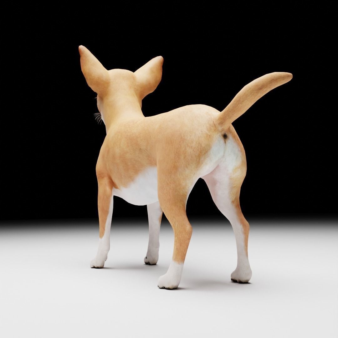CHIHUAHUA FLEX 3D model_3
