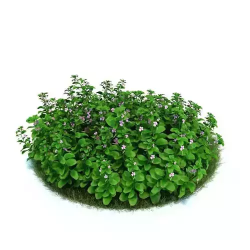 Impatiens Wallerana  Busy Lizzie Plant 3D model