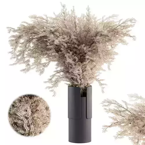 Dry plants 49 - Dried Plant Pampas