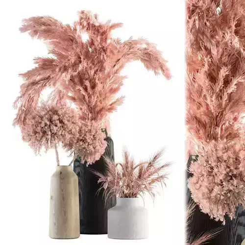 Dry plants 51 - Dried Plant Pink Pampas