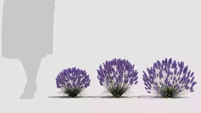Lavender flowers