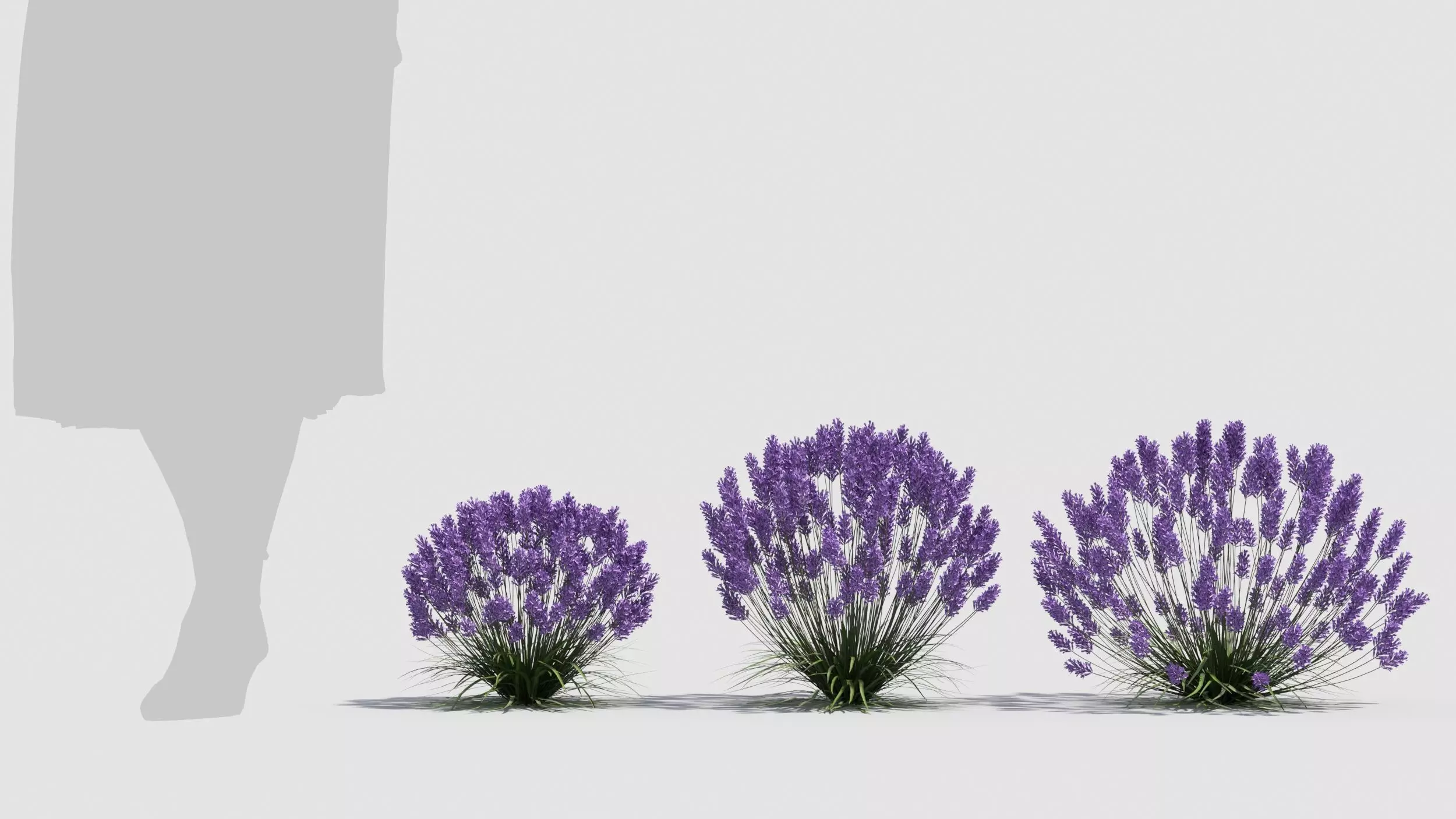 Lavender flowers 3D model