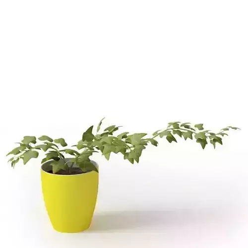 Green Ivy Plant In A Bright Yellow Pot With A White Background