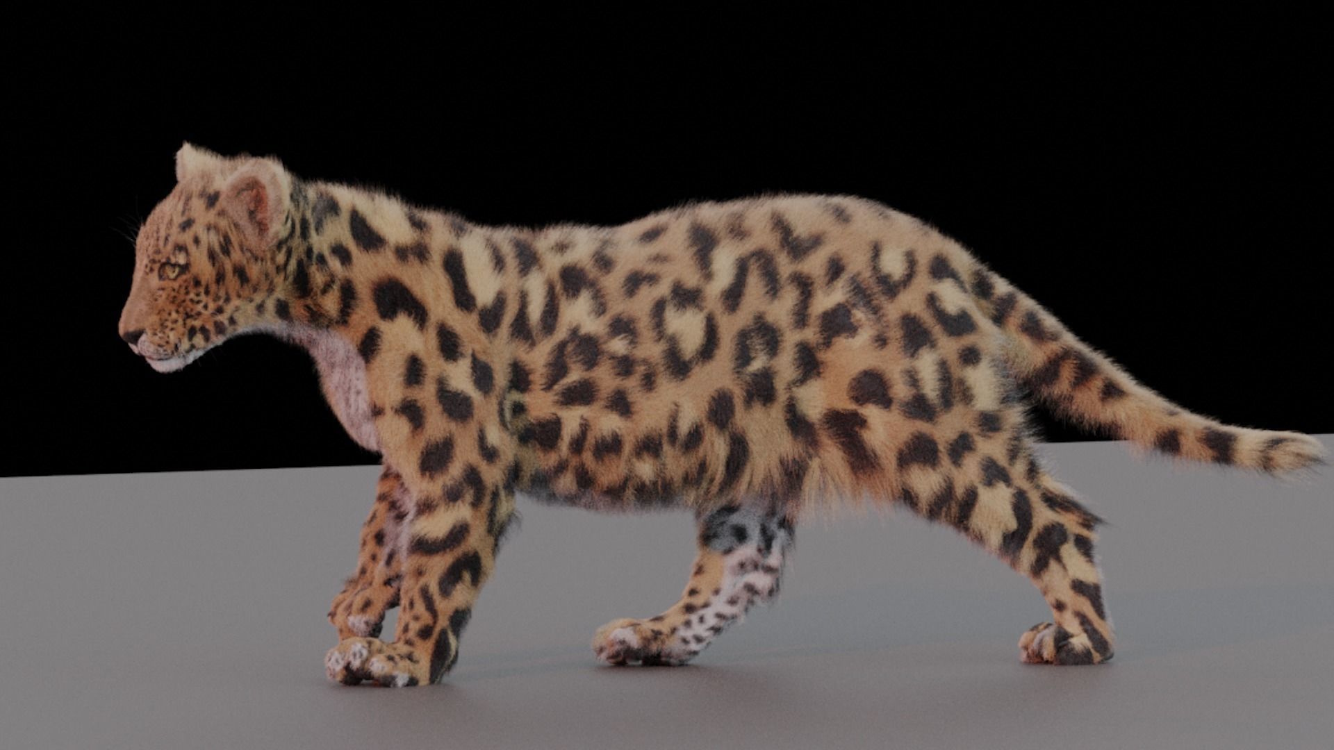 Jaguar leopard puma Panthera Onca with Fur 3D model_1