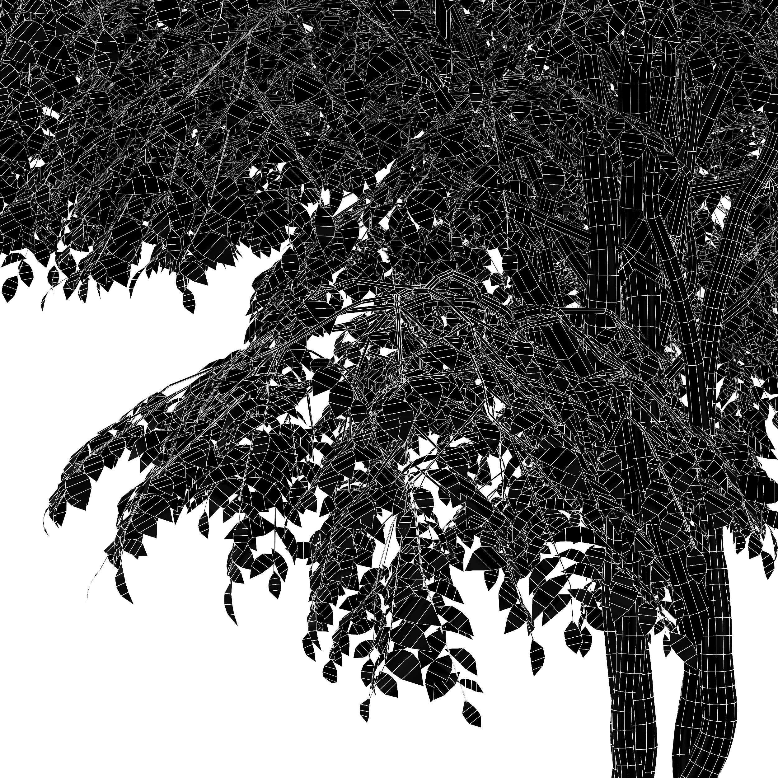 European Bladdernut Staphylea Pinnata and Palo verde trees Free 3D model_6