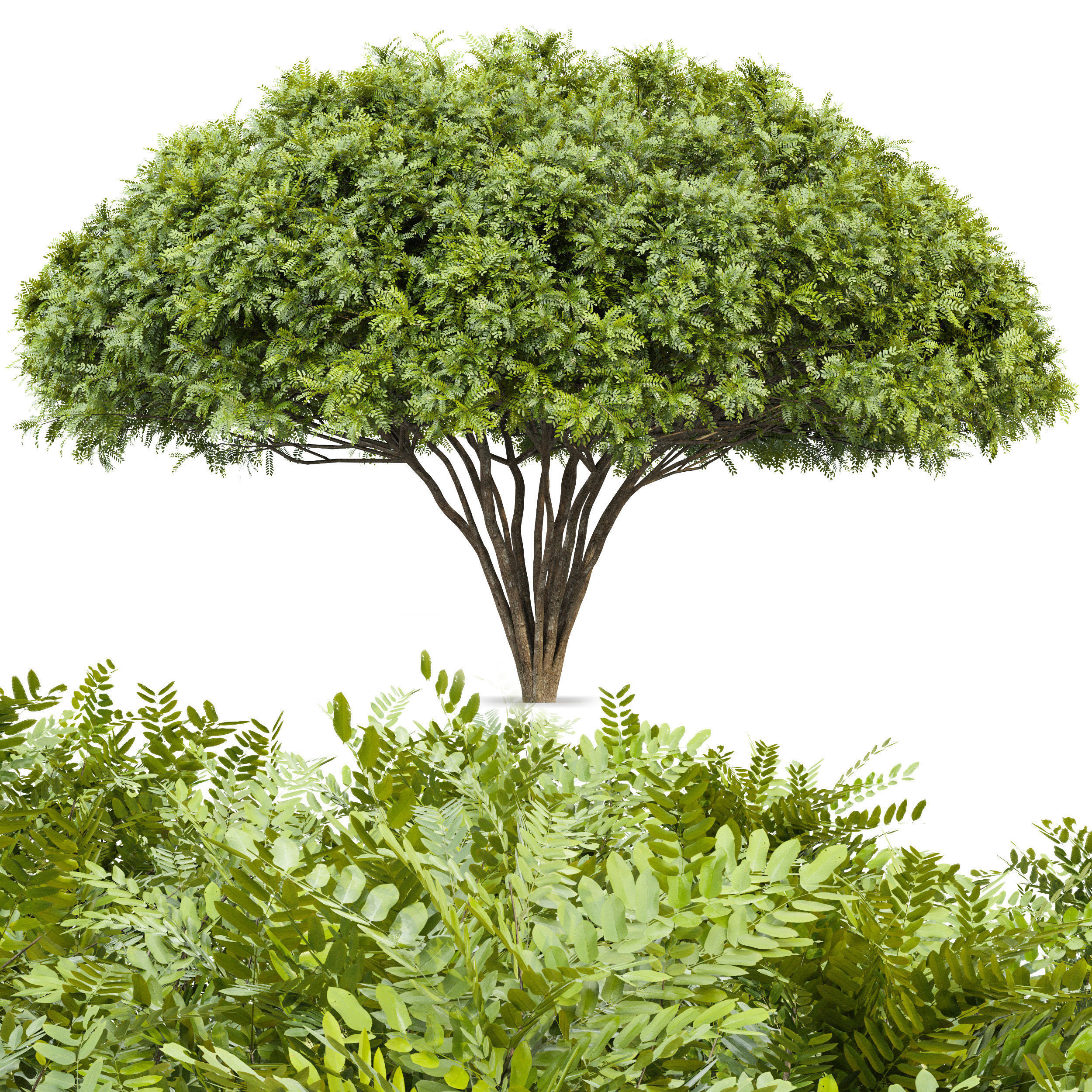 European Bladdernut Staphylea Pinnata and Palo verde trees Free 3D model_1