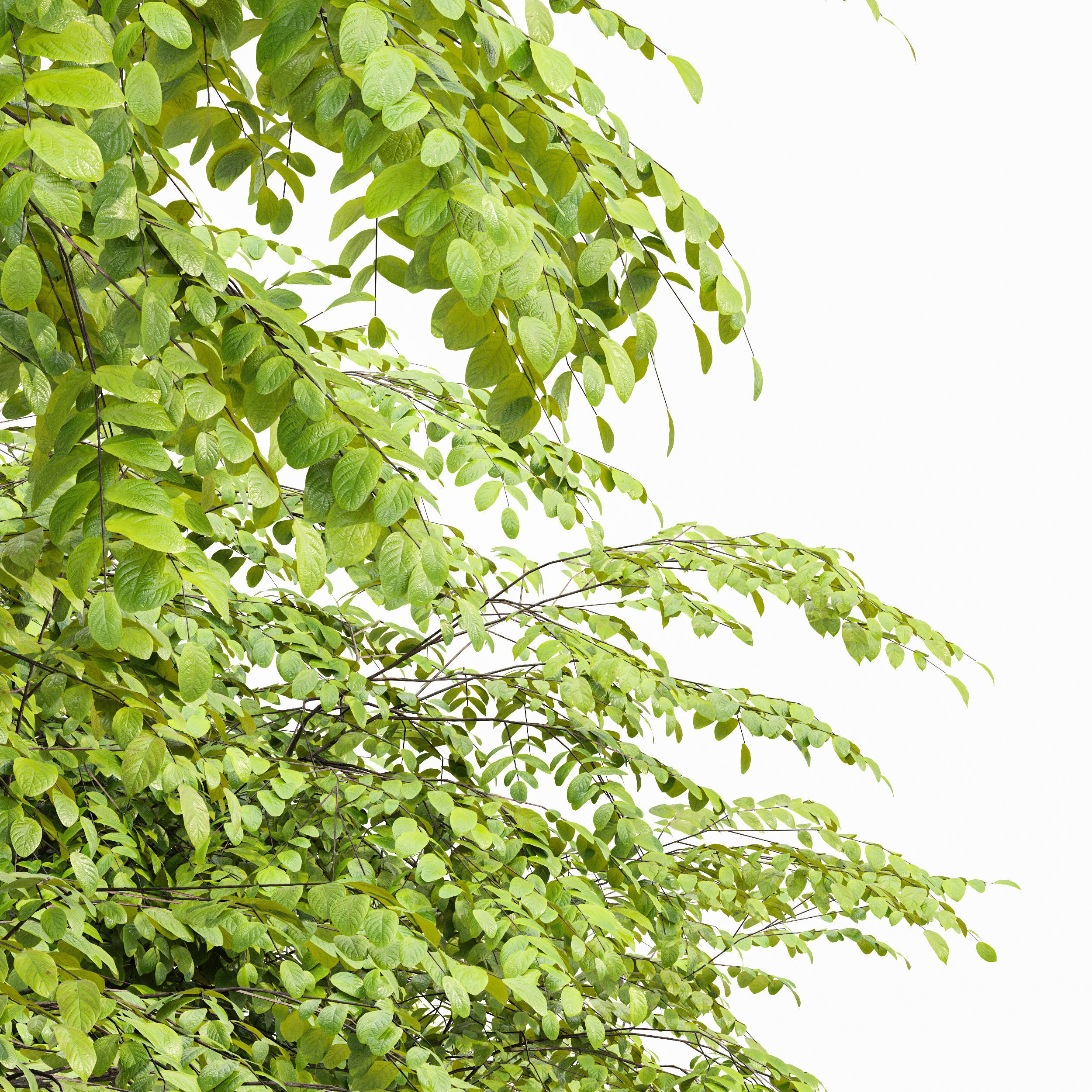 European Bladdernut Staphylea Pinnata and Palo verde trees Free 3D model_2