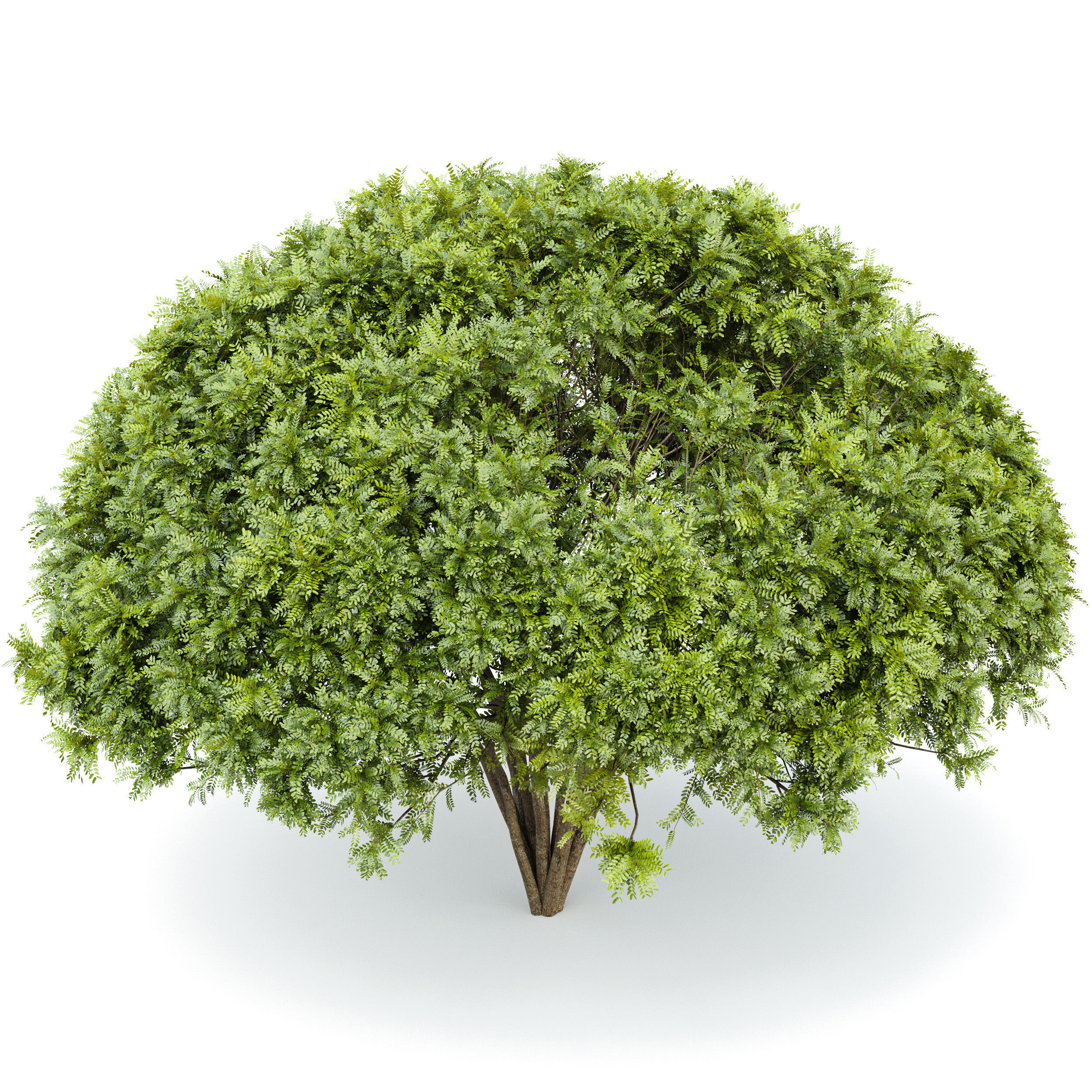 European Bladdernut Staphylea Pinnata and Palo verde trees Free 3D model_4