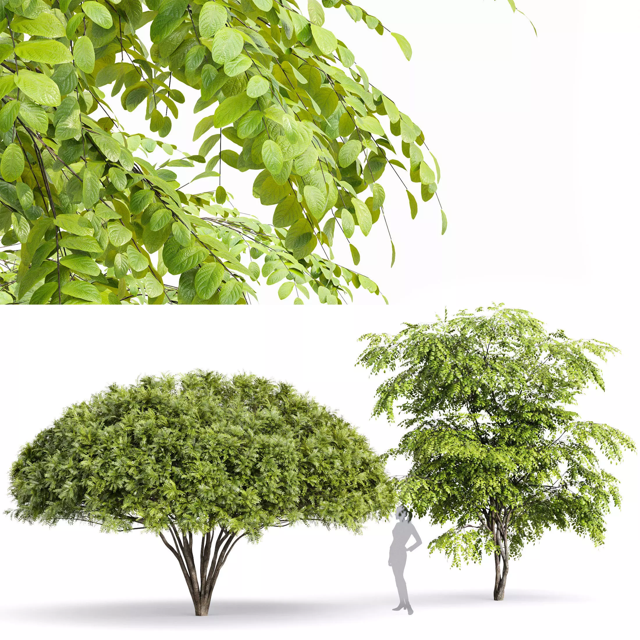 European Bladdernut Staphylea Pinnata and Palo verde trees Free 3D model_0