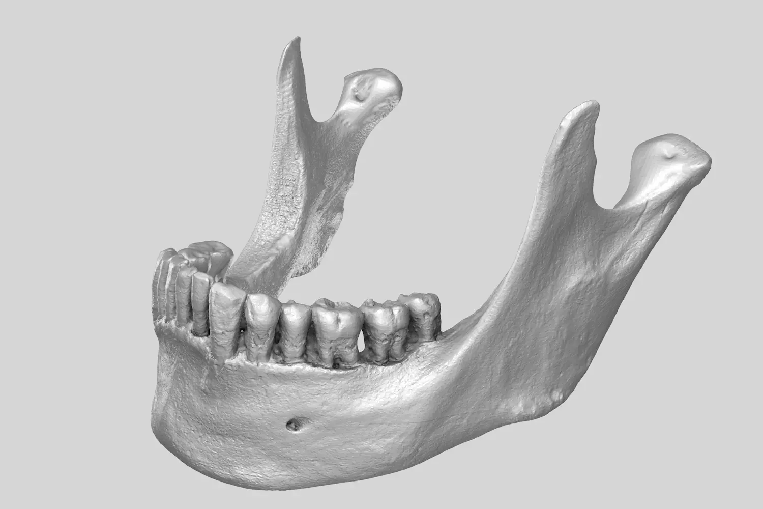 Human Lower Jaw 3D model