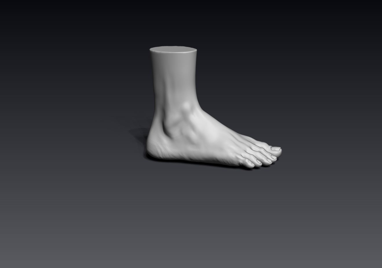 Foot and Leg anatomy 3D print model_14
