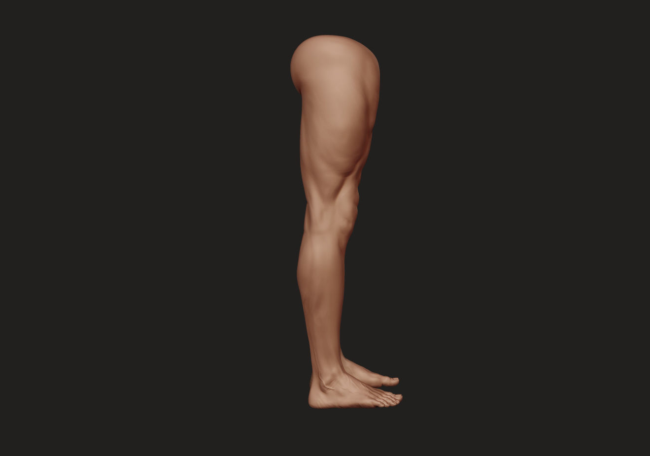 Foot and Leg anatomy 3D print model_25