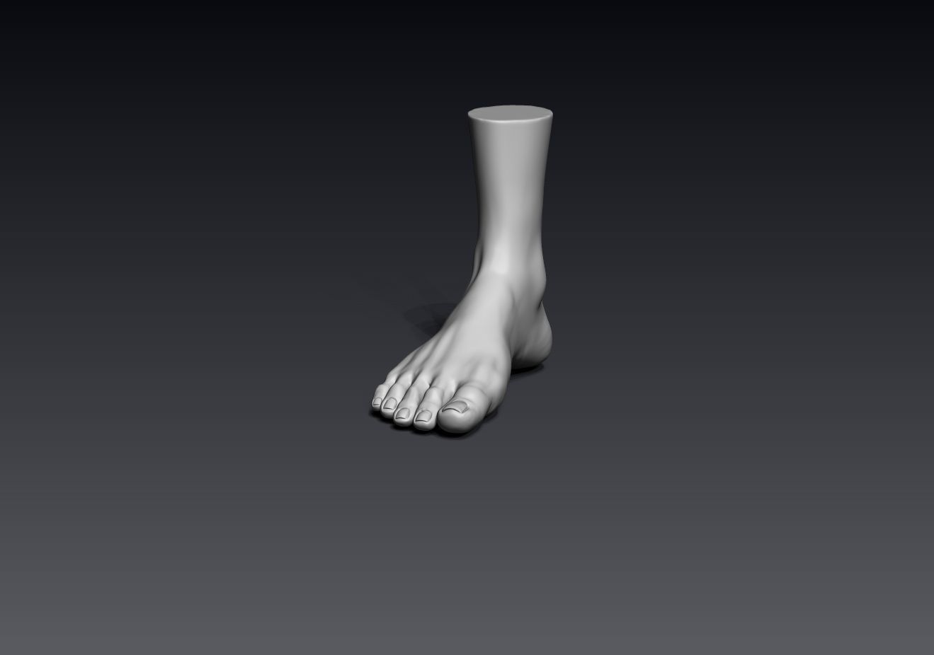 Foot and Leg anatomy 3D print model_13