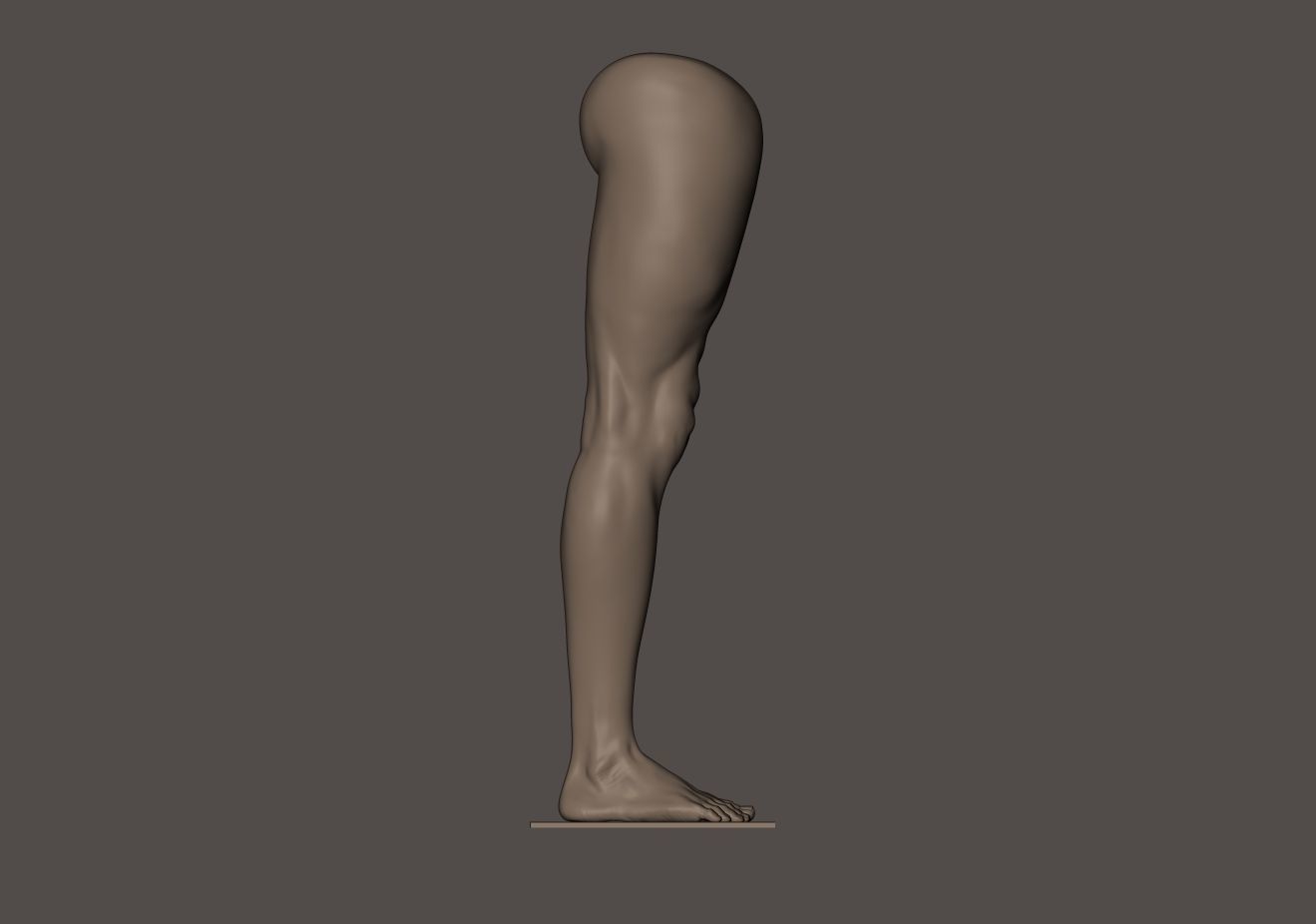 Foot and Leg anatomy 3D print model_16