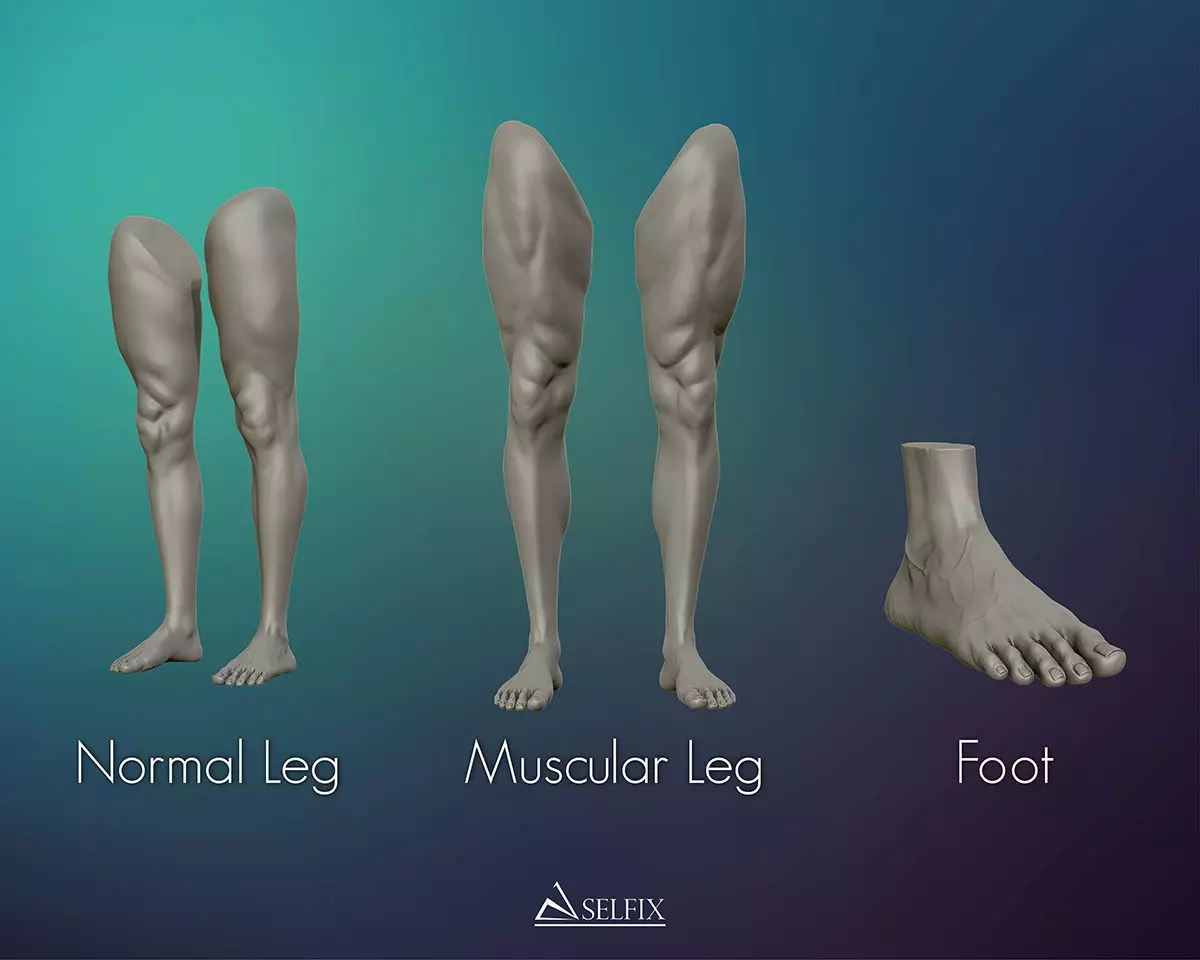 Foot and Leg anatomy 3D print model_0