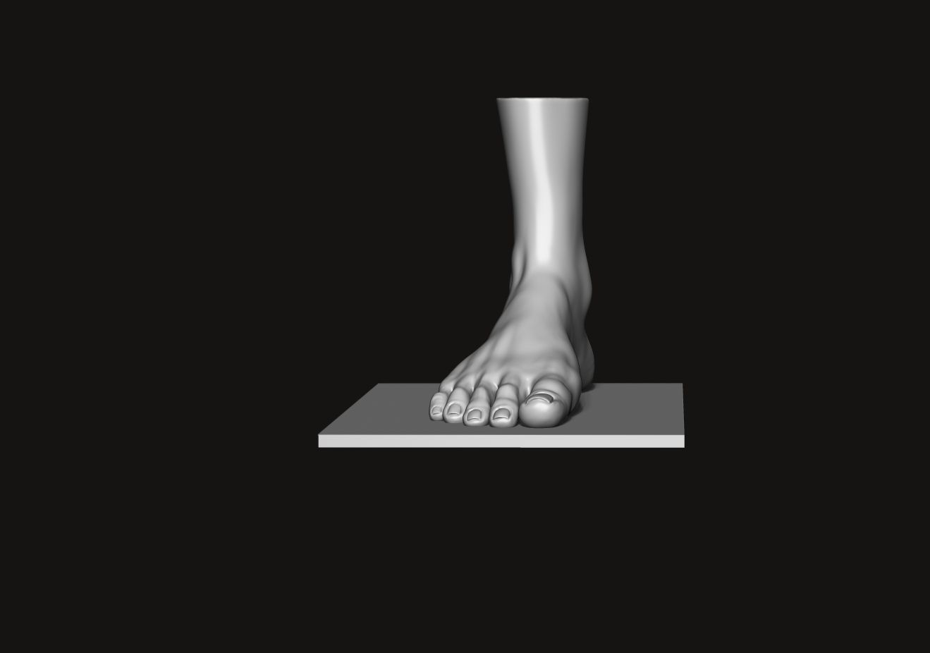 Foot and Leg anatomy 3D print model_4