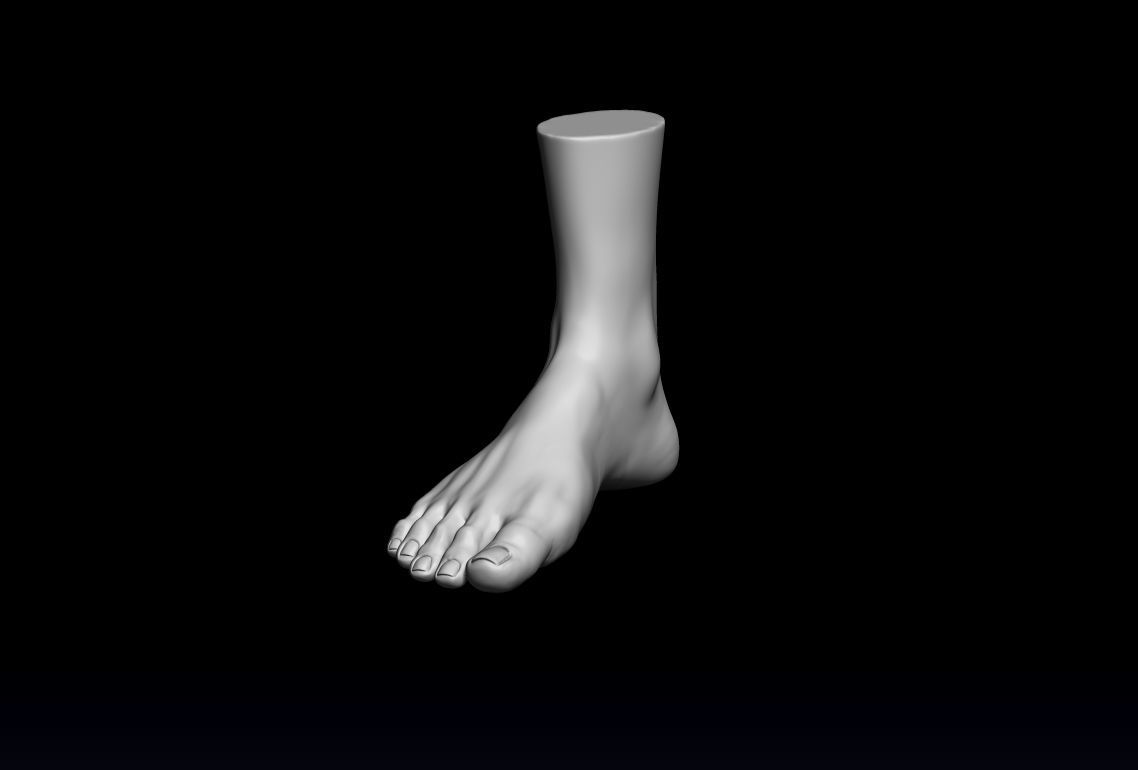 Foot and Leg anatomy 3D print model_12