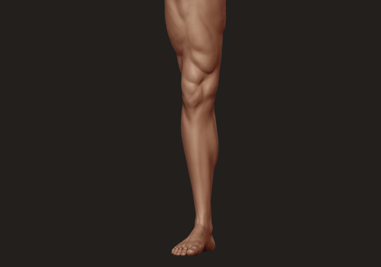 Foot and Leg anatomy 3D print model_23