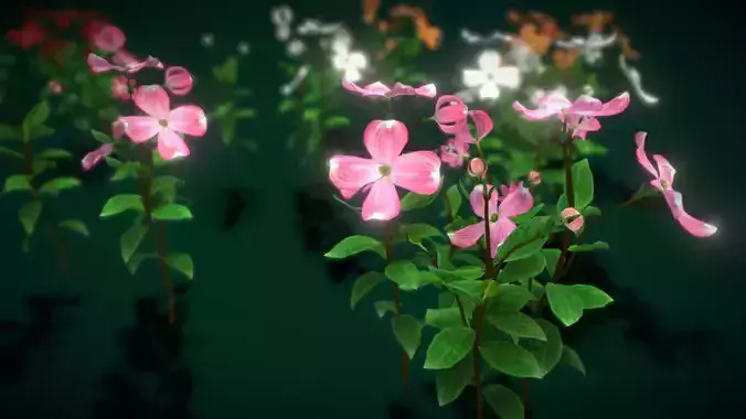 Flower Cornus Florida