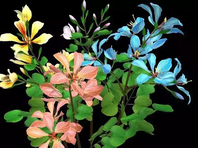Flower Bauhinia Variegata