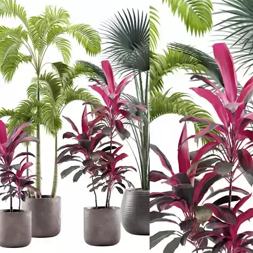 Indoor Plants Pack 12 3D model Indoor Plants Pack 12 3D model