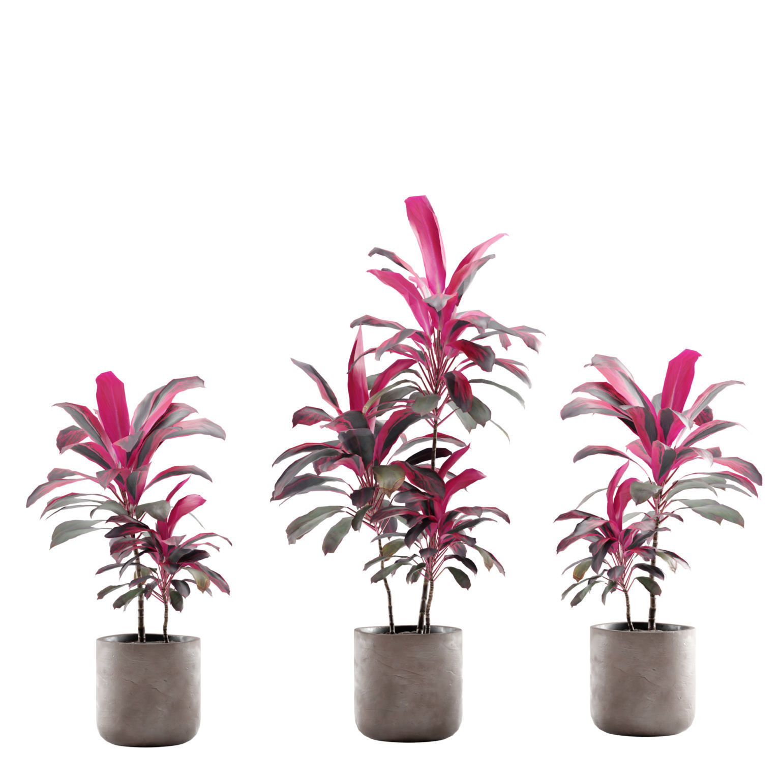 Indoor Plants Pack 12 3D model_3
