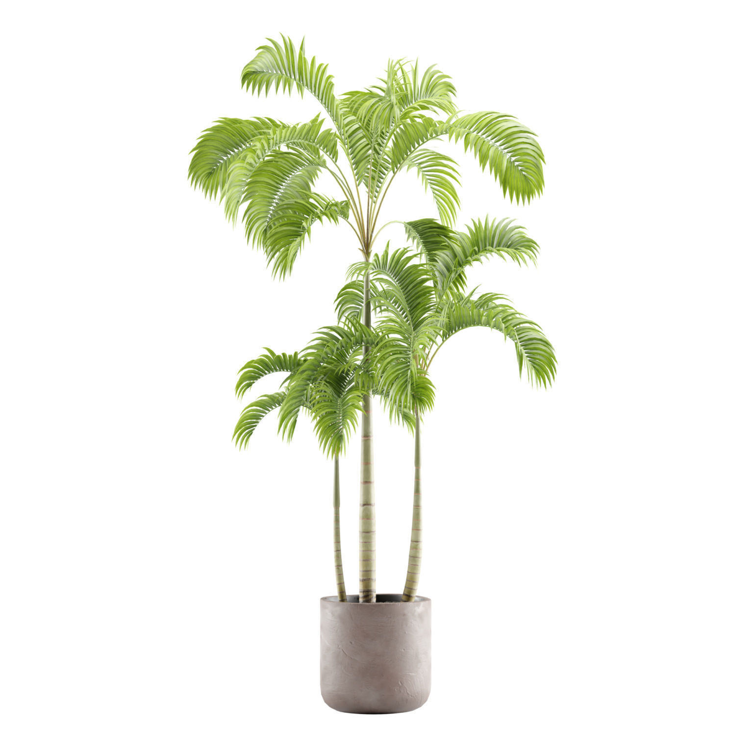 Indoor Plants Pack 12 3D model_4