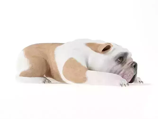 White And Brownish Bull Dog 3D model