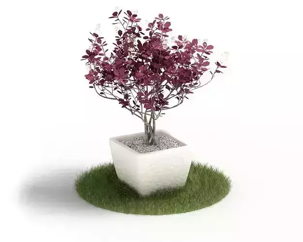 Plant With Red Leafes In Pot