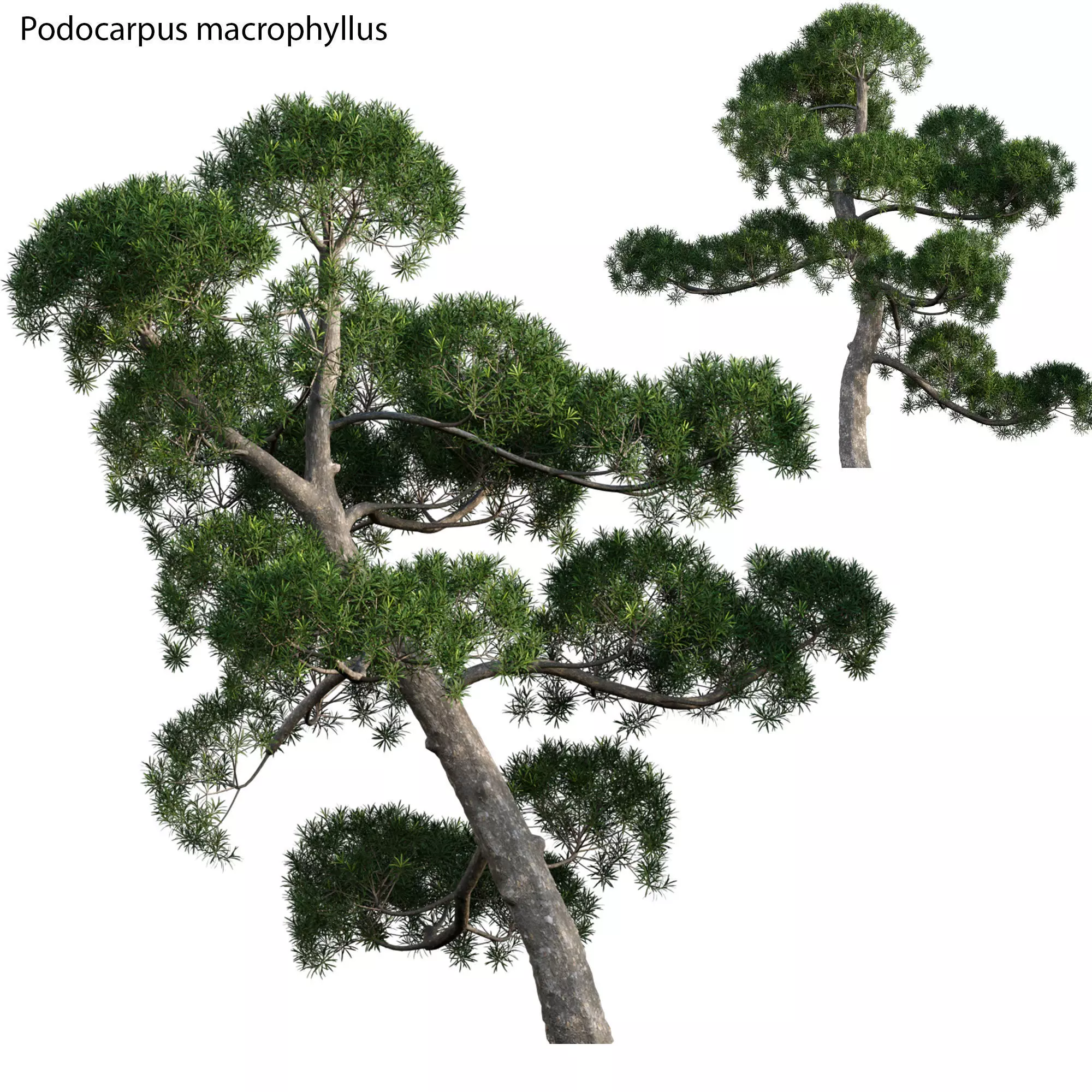 Podocarpus macrophyllus - yew plum pine 02 3D model_0