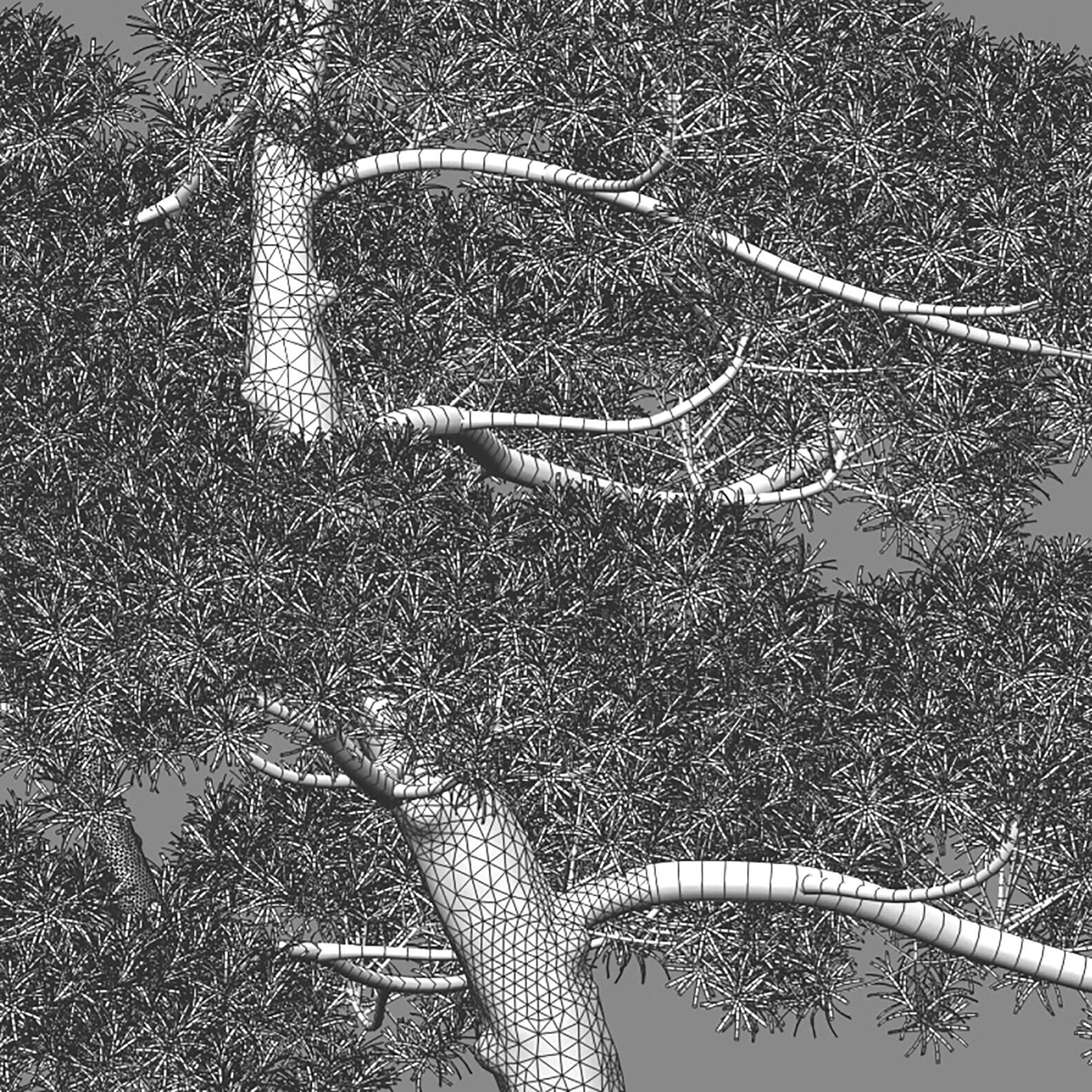 Podocarpus macrophyllus - yew plum pine 02 3D model_2