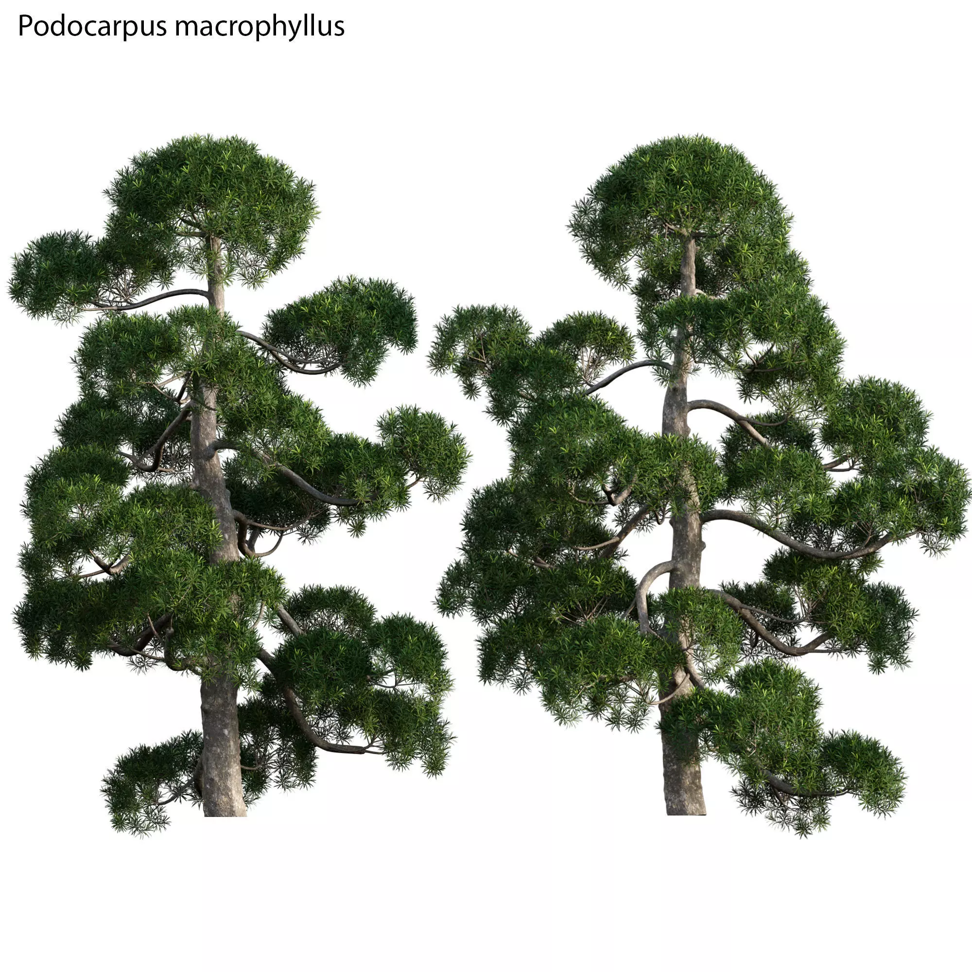 Podocarpus macrophyllus - yew plum pine 03 3D model_0