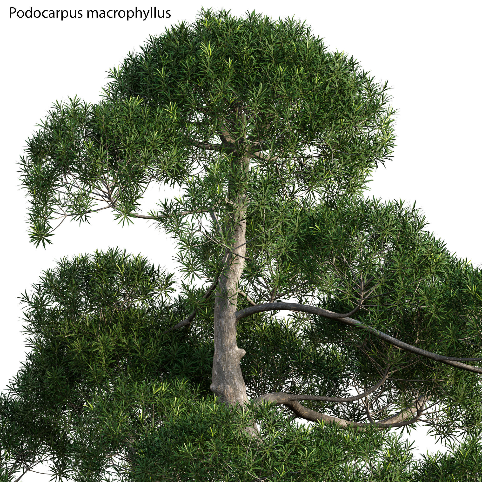 Podocarpus macrophyllus - yew plum pine 03 3D model_1